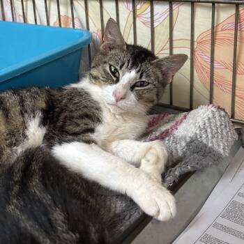 Rescue Domestic Short Hair Cats for Adoption in New York, New York - Gloria | PetCurious