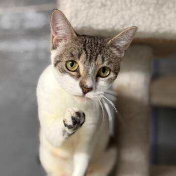 Daffodil 2 -  Domestic Short Hair Cat for Adoption - Daffodil 2 | PetCurious