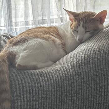 Nacho -  Domestic Short Hair Cat for Adoption in Birmingham, Alabama - Nacho | PetCurious