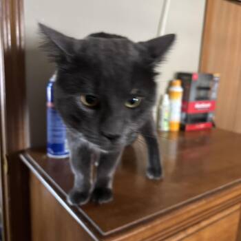 Domestic Short Hair Cats Available for Adoption in Melrose, Massachusetts - Carlos | PetCurious