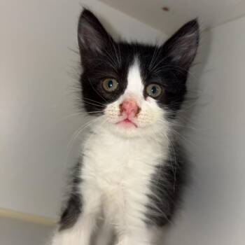 Sashimi -  Domestic Medium Hair Cat for Adoption in Wiggins, Mississippi - Sashimi | PetCurious
