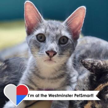 Paddle Butt -  Domestic Short Hair Cat for Adoption in Fort Collins, Colorado - Paddle Butt | PetCurious
