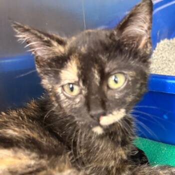 Penny Lane -  Domestic Short Hair Cat for Adoption in Evansville, Indiana - Penny Lane | PetCurious