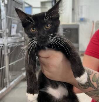 ROBIN -  Domestic Long Hair Cat for Adoption in San Bernardino, California - ROBIN | PetCurious
