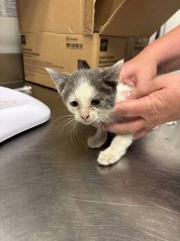 Black Belle -  Domestic Short Hair Cat for Adoption in Bellevue, Washington - Black Belle | PetCurious