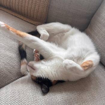 Layla -  Domestic Short Hair Cat for Adoption in Shorewood, Illinois - Layla | PetCurious