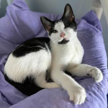 Rescue Domestic Short Hair Cats for Adoption in Penn Yan, New York - Werewolf | PetCurious