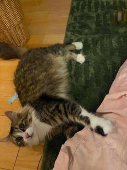 Domanique -  Domestic Medium Hair and Domestic Short Hair Cat for Adoption in Bridgewater, New Jersey - Domanique | PetCurious