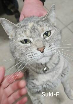 Domestic Short Hair Cats Available for Adoption in Cloquet, Minnesota - Suki | PetCurious