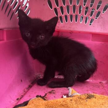 Domestic Short Hair Cats Available for Adoption in Lake Jackson, Texas - Swartz | PetCurious