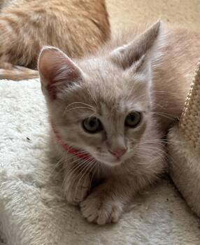 Freddy -  Domestic Short Hair Cat for Adoption in Beaverton, Oregon - Freddy | PetCurious