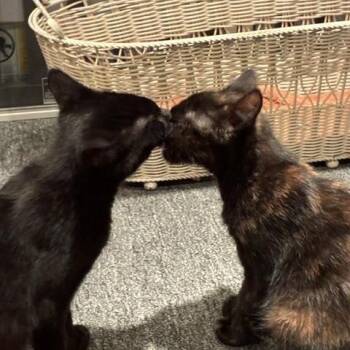 Kit & Pip - Kittens -  Domestic Short Hair Cat for Adoption in Braintree, Massachusetts - Kit & Pip - Kittens | PetCurious