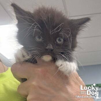 Domestic Long Hair and Tuxedo Cats Available for Adoption in Washington, District Of Columbia - Betsy | PetCurious