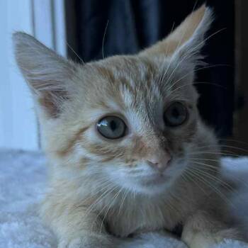 Rescue Domestic Short Hair Cats for Adoption in Jurupa Valley, California - Pumpkin | PetCurious