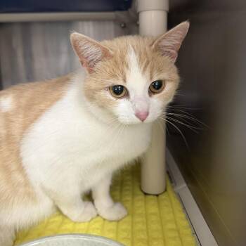 Mathematica -  Domestic Short Hair Cat for Adoption in Marion, Virginia - Mathematica | PetCurious