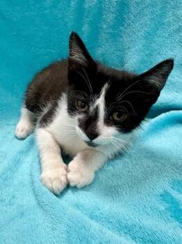 Houdini -  Domestic Short Hair Cat for Adoption in Midland, Michigan - Houdini | PetCurious