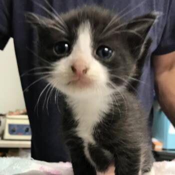 Blu -  Domestic Short Hair Cat for Adoption in Newark, New Jersey - Blu | PetCurious