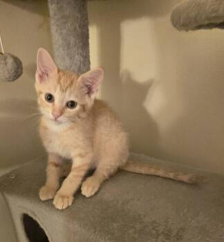 Jessa -  Domestic Short Hair Cat for Adoption in Walled Lake, Michigan - Jessa | PetCurious