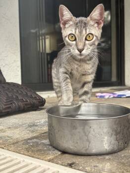 Rescue Domestic Short Hair Cats for Adoption in St. Petersburg, Florida - Victoria | PetCurious