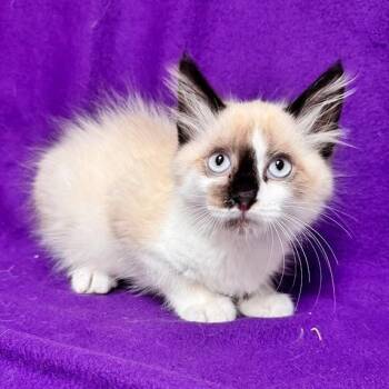 Tim Tam -  Snowshoe Cat for Adoption in Waterloo, Iowa - Tim Tam | PetCurious