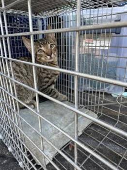 Russ -  Domestic Short Hair Cat for Adoption in Port Allen, Louisiana - Russ | PetCurious