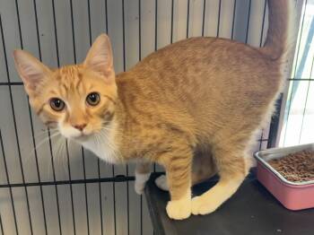 Zeus -  Domestic Short Hair Cat for Adoption in Ashland, Kentucky - Zeus | PetCurious