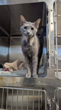 Rescue Domestic Short Hair Cats for Adoption in Evansville, Indiana - Sneaky | PetCurious