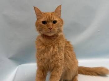 Pancake -  Domestic Medium Hair Cat for Adoption in Minneapolis, Minnesota - Pancake | PetCurious