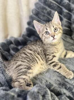 Marlowe -  Domestic Short Hair and Tabby Cat for Adoption in Algood, Tennessee - Marlowe | PetCurious