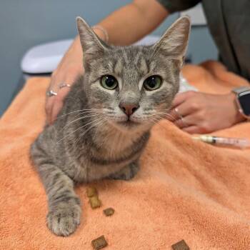 Roly Poly -  Domestic Short Hair Cat for Adoption in New Castle, Delaware - Roly Poly | PetCurious