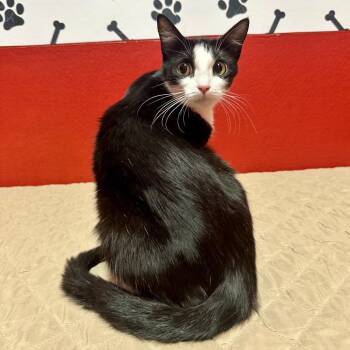Georgia LR11 -  Domestic Short Hair Cat for Adoption in Union, Missouri - Georgia LR11 | PetCurious