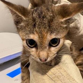 Bottlerocket -  Domestic Short Hair Cat for Adoption in Nashville, Tennessee - Bottlerocket | PetCurious