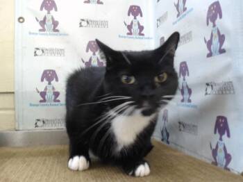WINSTON -  Domestic Short Hair Cat for Adoption in Orlando, Florida - WINSTON | PetCurious