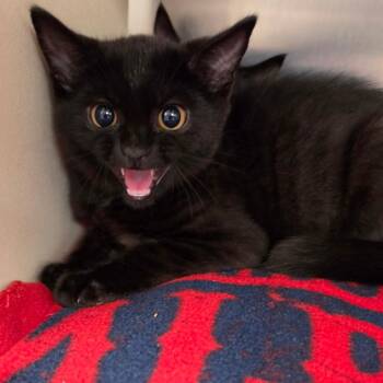 Sproot -  Domestic Short Hair Cat for Adoption in Newark, New Jersey - Sproot | PetCurious