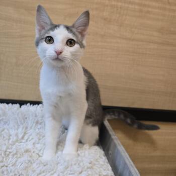 Cher -  Domestic Short Hair Cat for Adoption in Warr Acres, Oklahoma - Cher | PetCurious