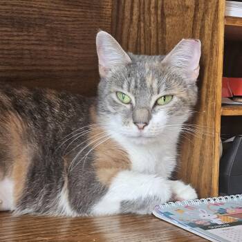 Domestic Short Hair Cats Available for Adoption in White Marsh, Maryland - Lina | PetCurious