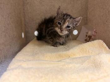 MILEY -  Domestic Short Hair Cat for Adoption in Riverside, California - MILEY | PetCurious