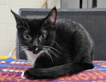 OLIVER -  Domestic Short Hair Cat for Adoption in Pasadena, Texas - OLIVER | PetCurious