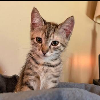Jules 2026 -  Domestic Short Hair Cat for Adoption - Jules 2026 | PetCurious
