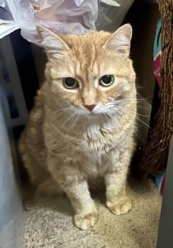 Miss Kitty -  Domestic Short Hair Cat for Adoption in Black Mountain, North Carolina - Miss Kitty | PetCurious
