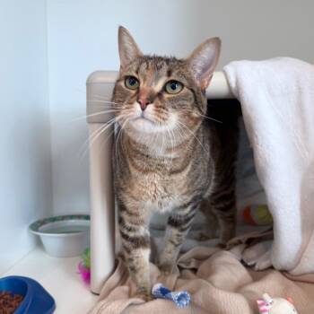 Domestic Short Hair Cats Available for Adoption in Warwick, Rhode Island - Shrimp Scampi | PetCurious