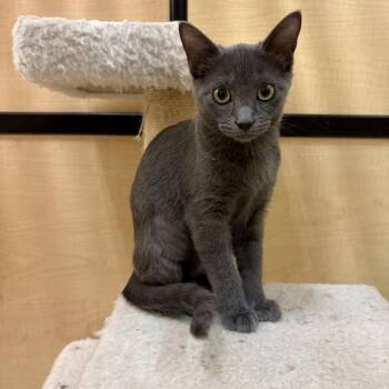 Cayenne -  Domestic Short Hair Cat for Adoption in Austin, Texas - Cayenne | PetCurious