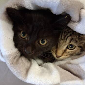 Button -  Domestic Short Hair Cat for Adoption in Middlebury, Vermont - Button | PetCurious