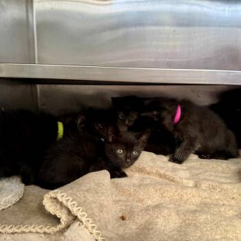 Sheena -  Domestic Short Hair Cat for Adoption in Long Beach, California - Sheena | PetCurious