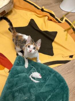 Auburn -  Domestic Short Hair Cat for Adoption in Corpus Christi, Texas - Auburn | PetCurious