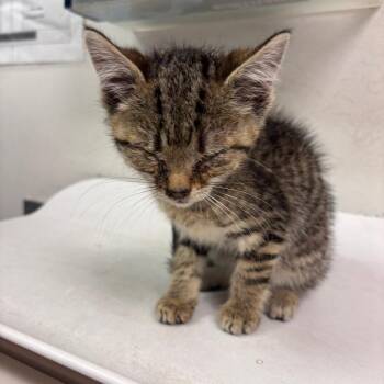 Web -  Domestic Medium Hair Cat for Adoption in Charleston, West Virginia - Web | PetCurious