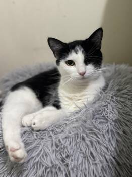 Rescue Domestic Short Hair Cats for Adoption in Fairfax Station, Virginia - Betty | PetCurious