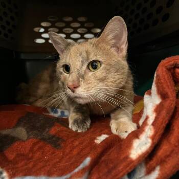 Domestic Short Hair Cats Available for Adoption in Chicago, Illinois - Gemini | PetCurious