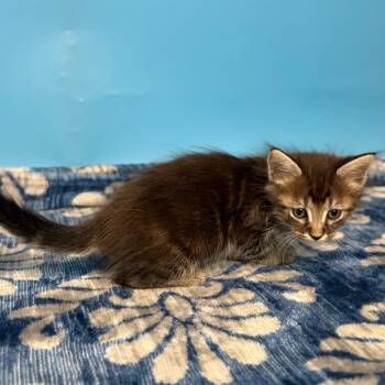 Lulu -  Domestic Medium Hair Cat for Adoption in San Antonio, Texas - Lulu | PetCurious