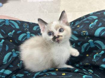 Pocky -  Siamese Cat for Adoption in Austin, Texas - Pocky | PetCurious